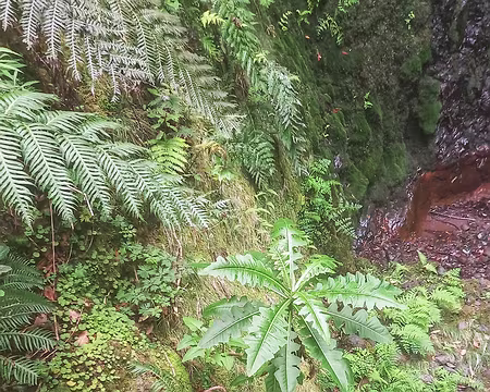 054 Sonchus fructicosus (tongue de vaca) petit arbuste typique de la laurisylve madérienne.