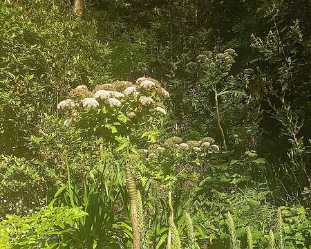059 Persil de Madère ou persil noir, endémique (daucus decipiens).