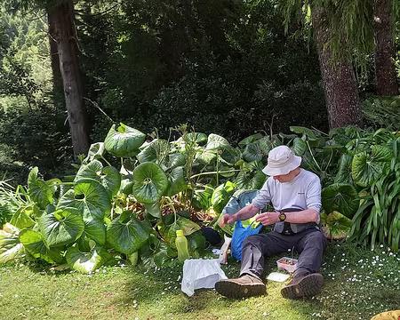 077 Pourquoi ne pas pique-niquer à côté d'un farfugium japonicum?
