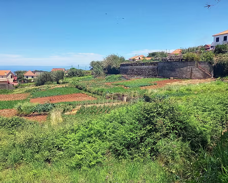 097 Le plateau de Santa et ses cultures, la levada passe le long du mur.