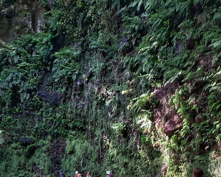 110 Levada da Ribeira da Janela.