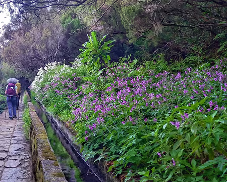 130 Levada des 25 Fontaines : géraniums, argyranthemum (notre anthemis des jardins), suchon, tous endémiques.