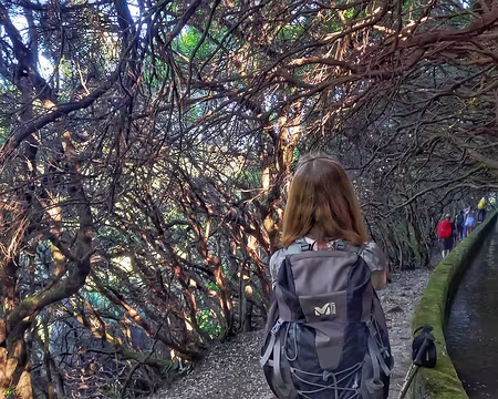 131 Entrelacs des bruyères arborescentes.