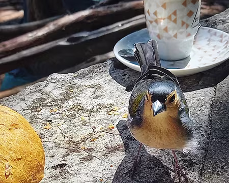 139 Pinson de Madère attiré par le bolo de caco (pain blé/patate douce).