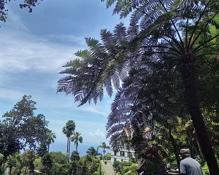 188 À l'ombre des fougères arborescentes.