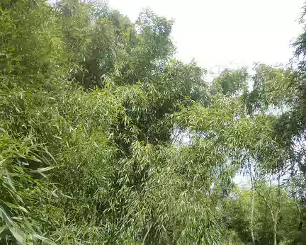 P1160631 Sous les bambous