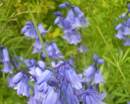 P1160642 Jacinthes des bois. Merci à Marie-Claire.