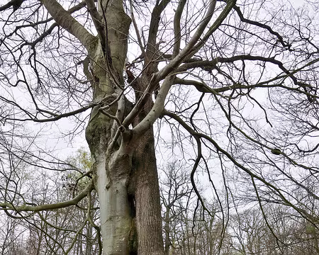 20230410-09h40m56s-P1140720-V3 Les arbres entrelacés : chêne+hêtre.