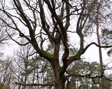 20230410-10h58m28s-P1140727-V3 Le chêne Sylvie.