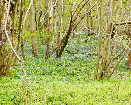 20230410-11h46m21s-P1140730-V3 Sous-bois de jacinthes et d'anémones.