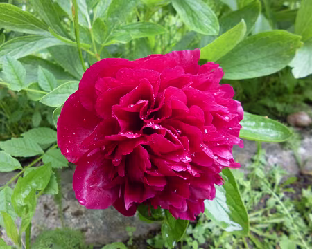 P1160733 ...ses pivoines