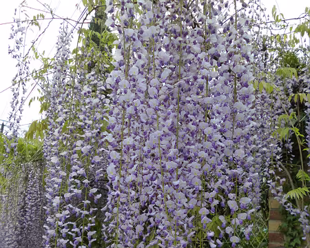 P1160735 Glycine du japon à longues grappes de fleurs