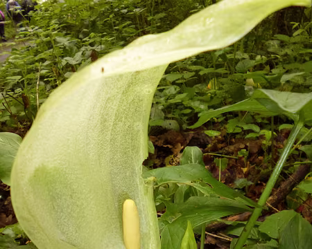 P1160740 Arum