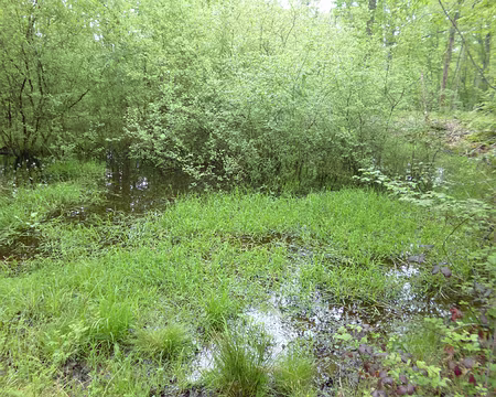 P1160748 Mare du Charme brûlé