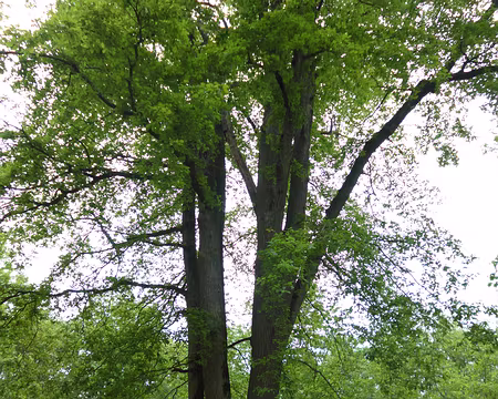 P1160750 Chêne à 6 fûts