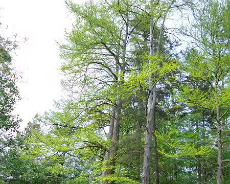 P1160755 Cyprès chauves...