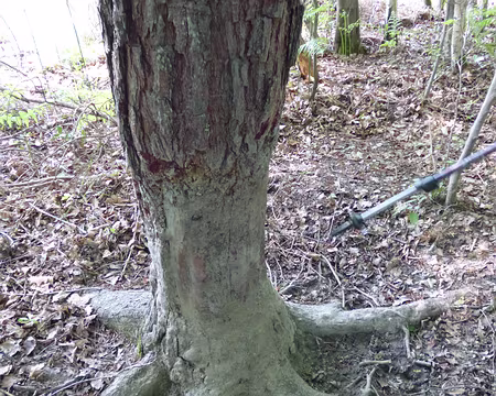 P1160757 Grattoir à sangliers près de la mare.