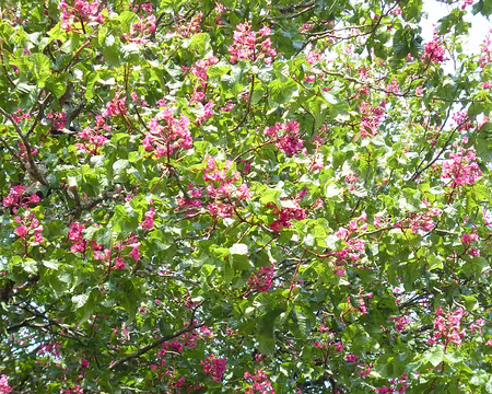 P1160760 Marronnier rose