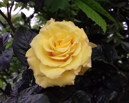 001 Départ de Bois-le-Roi pour une randonnée en boucle de 18 km via Chartrettes, Fontaine-le-Port, et la forêt de Fontainebleau