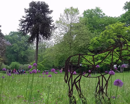 006 Âne, oignon ornemental, et désespoir du singe