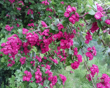 023 Aubépine près du sentier en balcon (GR 2) entre Chartrettes et Fontaine-le-Port
