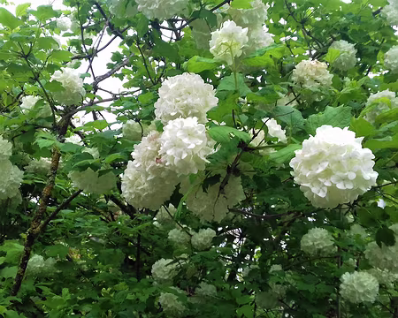 025 Boules de neige (Viorne obier) dans la rue des Plantes à Chartrettes