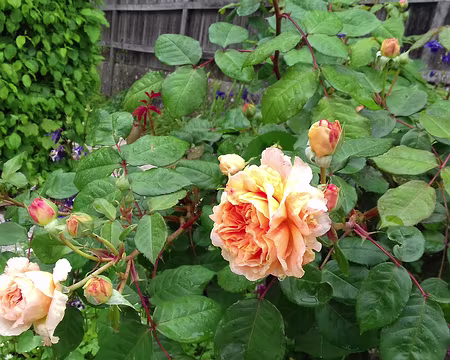 027 Roses à Fontaine-le-Port