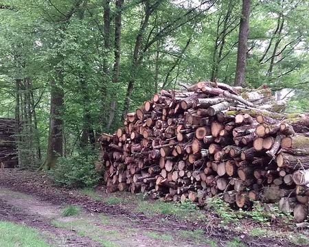 030 La forêt est gérée par l’ONF