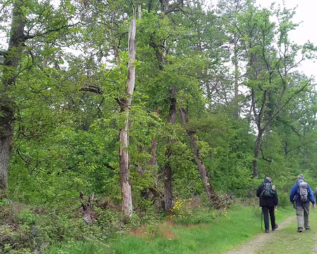 033 Chemin bordé de genêts