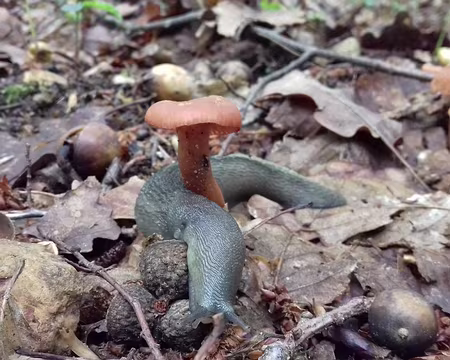 034 Et la limace contourna le champignon …