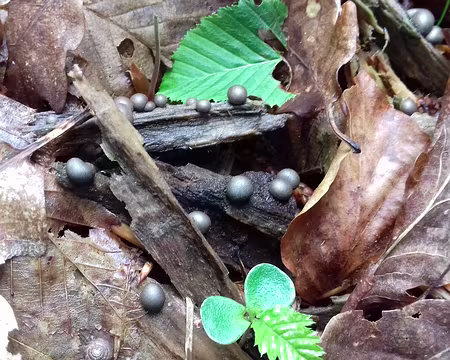 035 Mystérieuses billes (sphaerobolus)