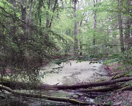 039 Autre mare couverte de lentilles d’eau