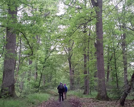 041 Route forestière au milieu des chênes
