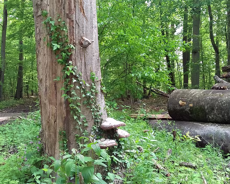 045 Dans la forêt, carrefour Hue