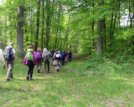 046 Sur la route forestière du Marais Artois
