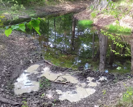 048 Bauge de sanglier près de la mare aux Cerfs