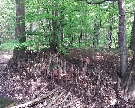 049 Pneumatophores de cyprès chauves au bord de la mare.