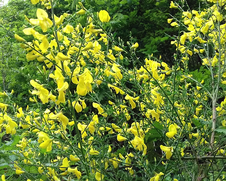 050 Merci Claude pour cette belle randonnée printanière entre Seine et forêt.