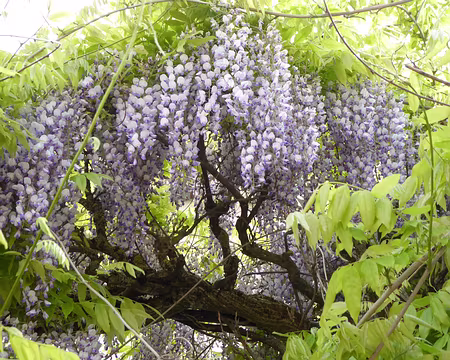 P1020873 Glycine