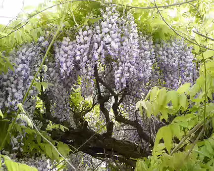 P1020873 Glycine