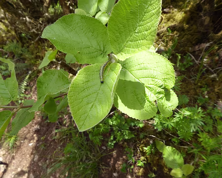 P1020911 jour de parcours sous les chenilles qui tissent leurs toiles dans les sentiers