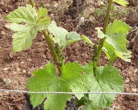 P1020919 le raisin pousse