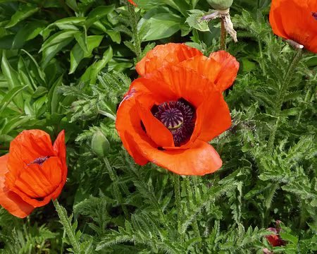 P1020941 jolis couquelicots