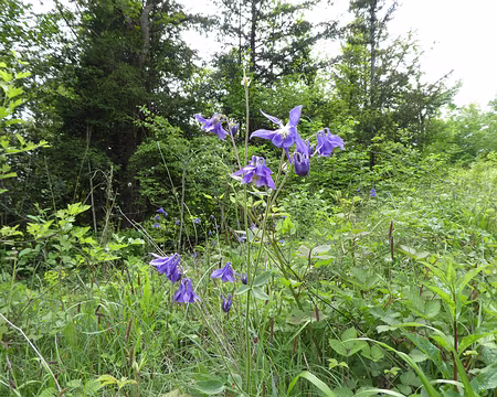 P1020952 Ancolie bleue