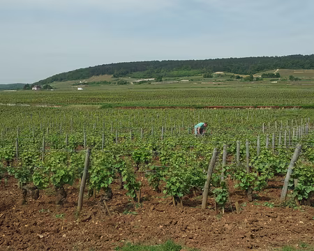019 Vosne-Romanée Vosne-Romanée