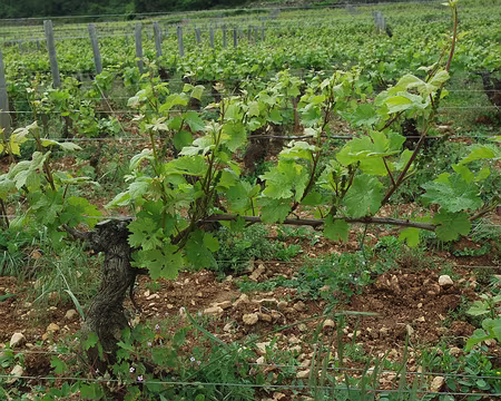 026 cep de vigne cep de vigne