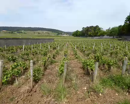 P1020944 les vignes de Vosne-Romanée