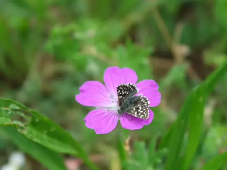 Jean-Paul Jean-Paul N, détail sortie