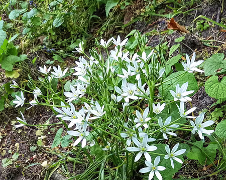 20230521_124805-01 Dame-d'onze-heures (Ornithogalum umbellatum)