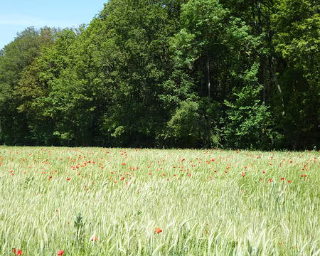 P1160912 Coquelicots et blé